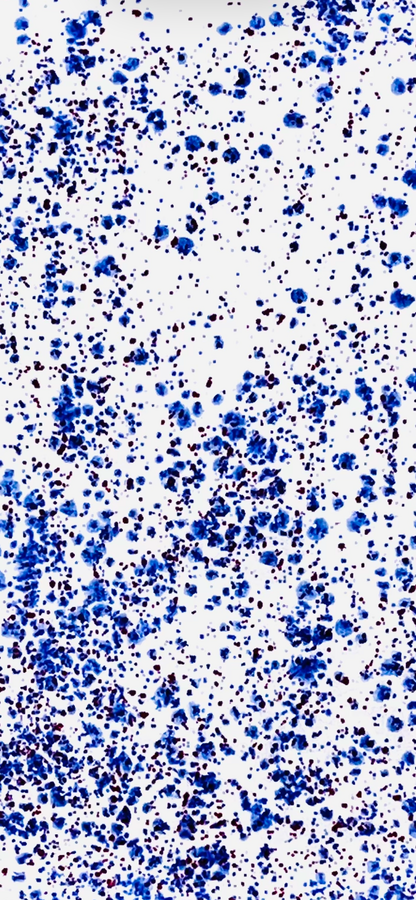 Big  Pasta/Salad Bowl